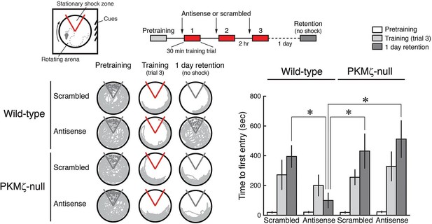 The Protein That Lets Memories Last Forever – KIBRA’s Role in Long-Term Memory