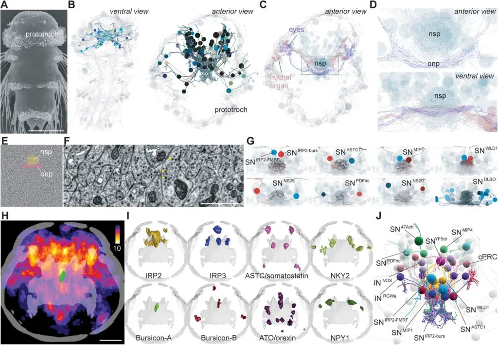 Scientists Map 140,000 Neurons in Fruit Fly Brain – Here’s What It Reveals About Human Memory