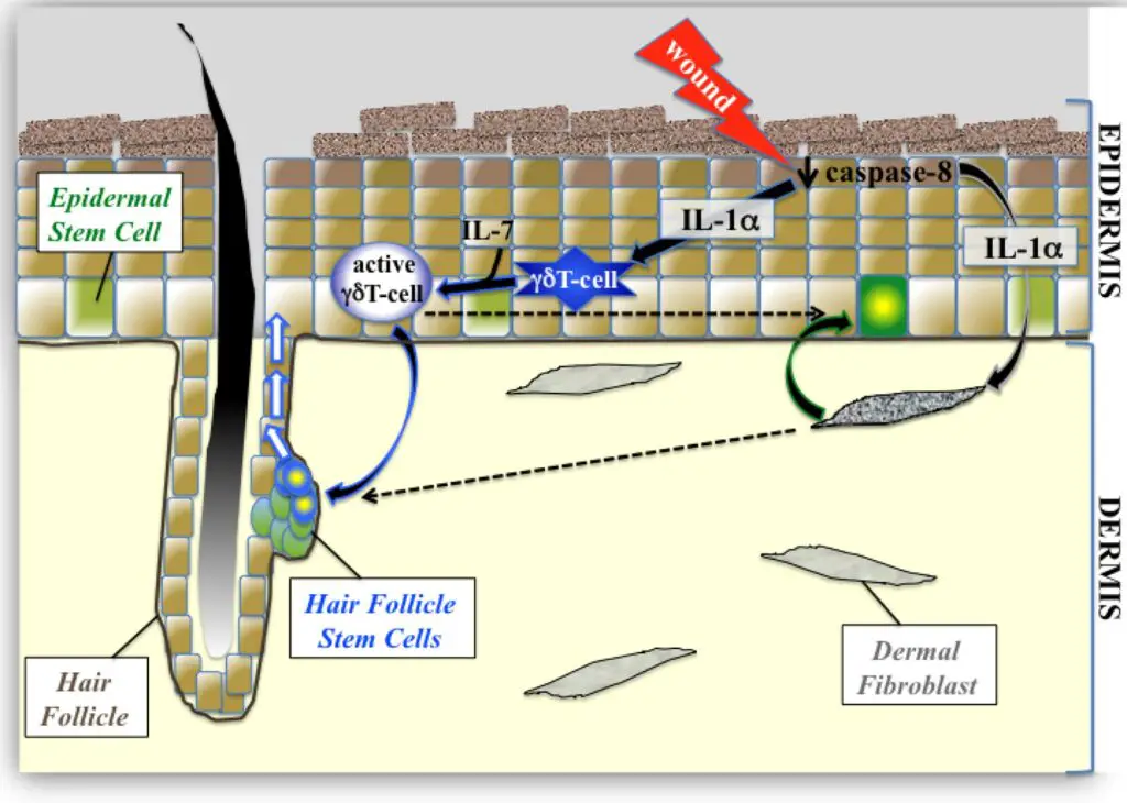 This One Vitamin Became the Secret Weapon in Wound Healing – Breakthrough Discovery