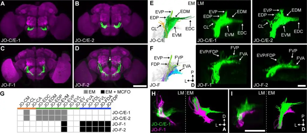 Scientists Map 140,000 Neurons in Fruit Fly Brain – Here’s What It Reveals About Human Memory