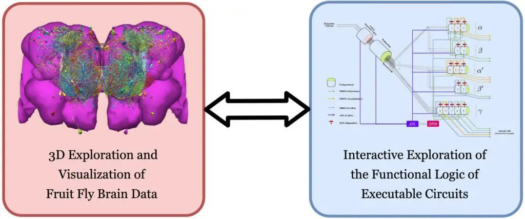 Scientists Map 140,000 Neurons in Fruit Fly Brain – Here’s What It Reveals About Human Memory
