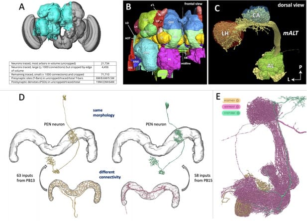 Scientists Map 140,000 Neurons in Fruit Fly Brain – Here’s What It Reveals About Human Memory