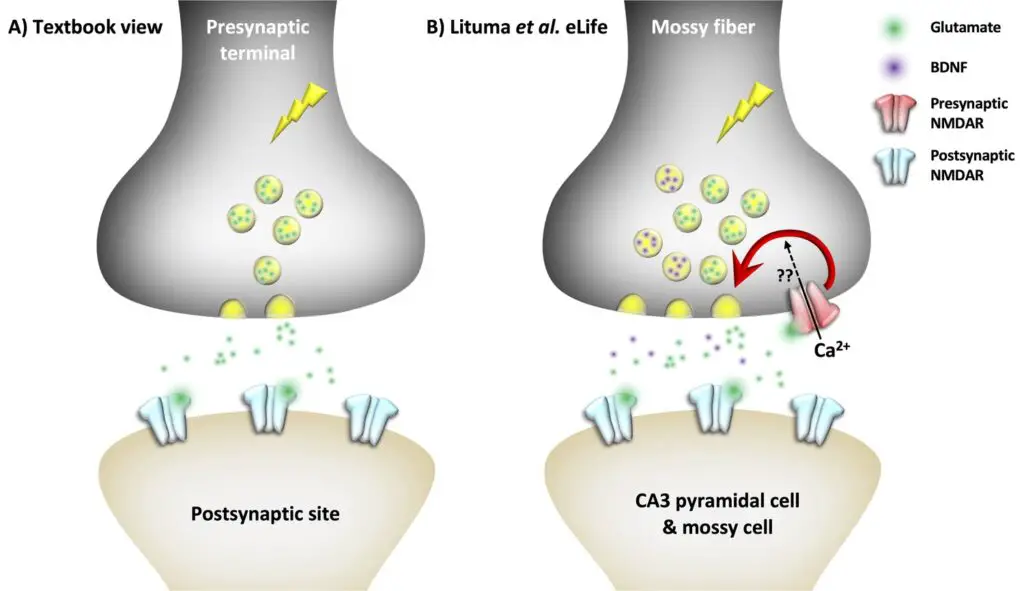 Scientists Map 140,000 Neurons in Fruit Fly Brain – Here’s What It Reveals About Human Memory