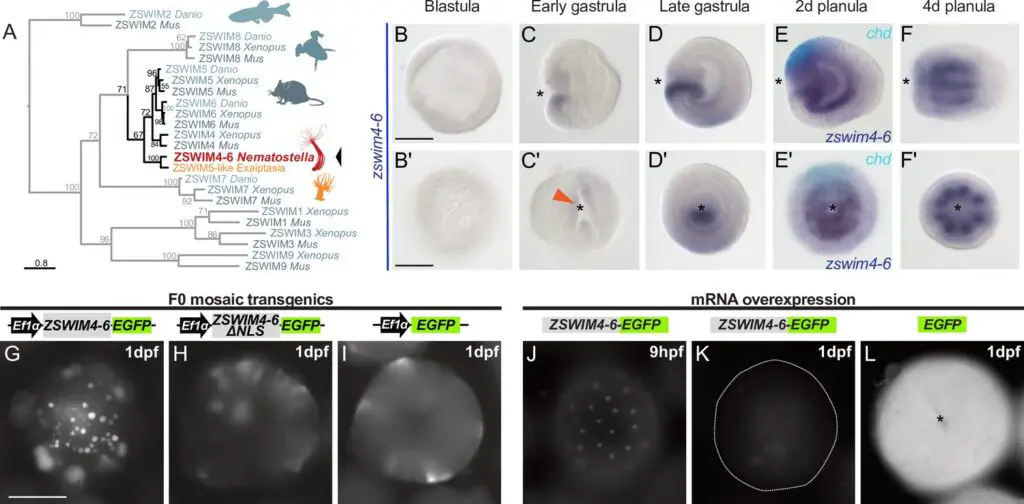 600-Million-Year-Old Body Symmetry Mechanism Found in Sea Anemones