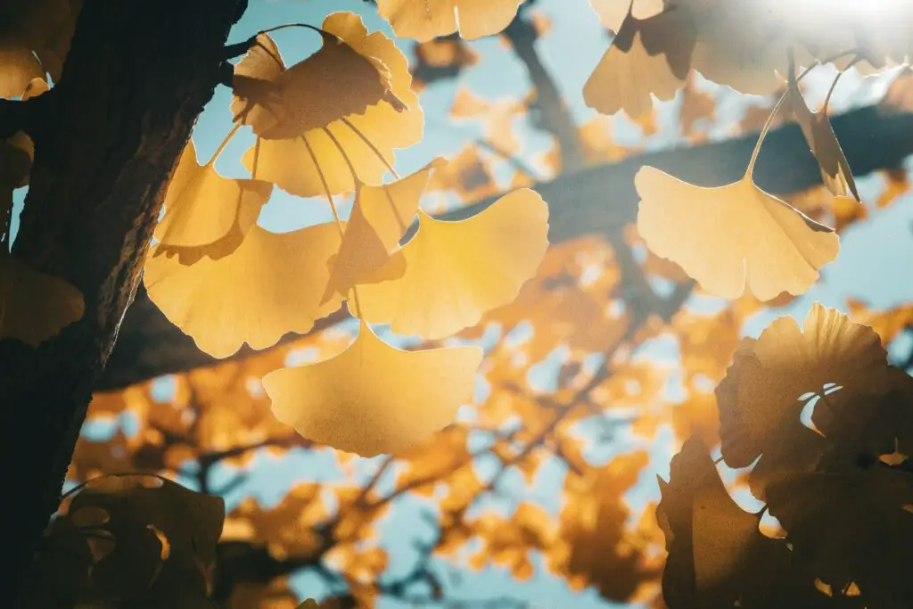 Did You Know Plants Can Do Math? These Species Can Actually Count and Remember Numbers