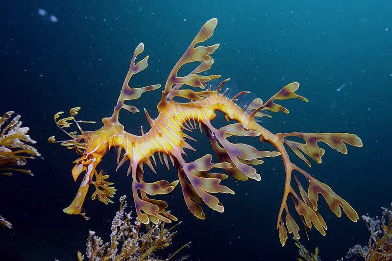 15 Animals That Evolved in the Weirdest Ways