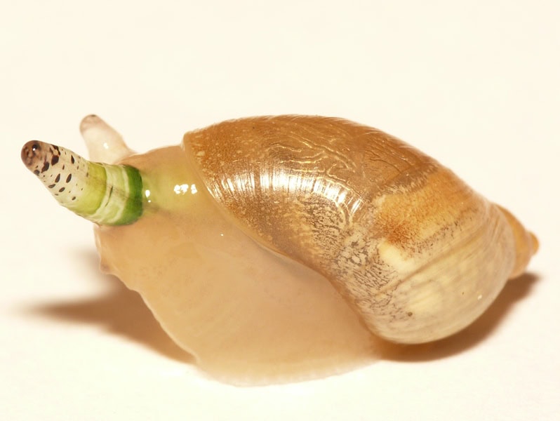The Zombie Makers: Meet the Parasites That Control Animal Minds
