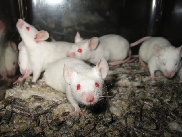 Mice’s Jaw-Dropping Instinct to Save Buddies from the Brink – Nature’s Paramedics?
