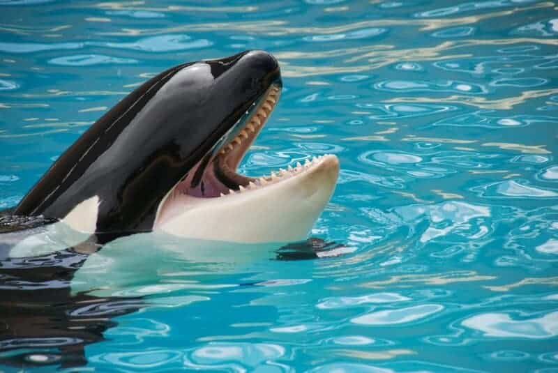 The Ocean’s Missing Sound: Why Whales Can’t Hear Each Other Anymore