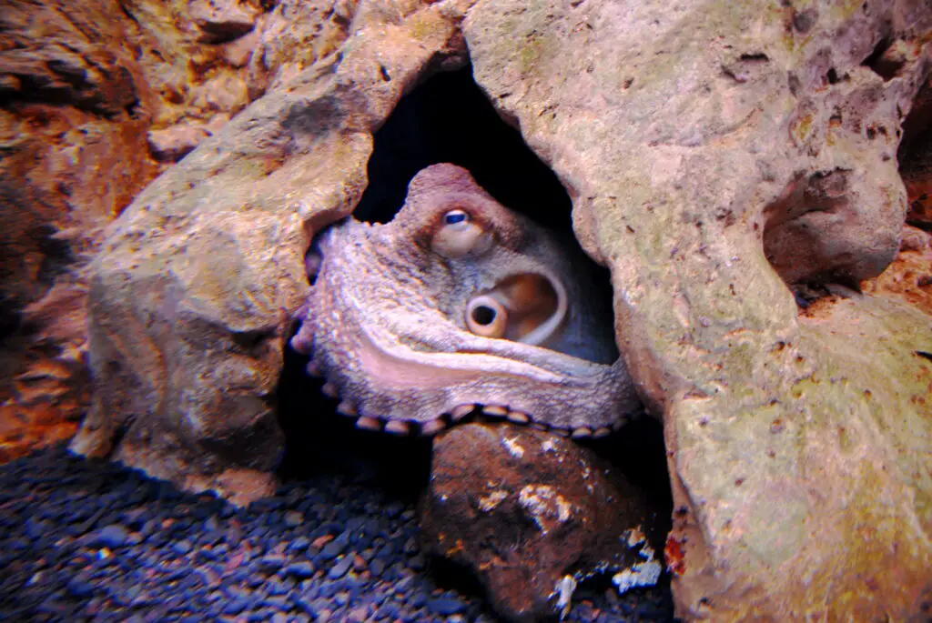 How Octopuses Became the Ocean’s Smartest Invertebrates — 25 Problem-Solving Abilities