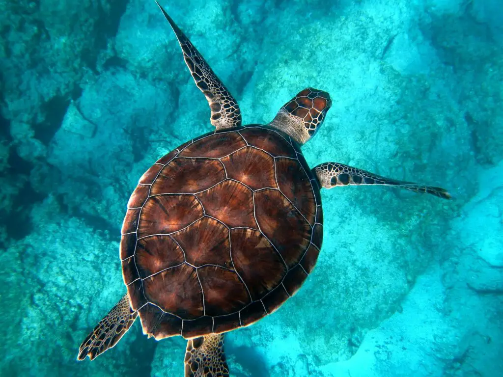 28 Animals With Built-In GPS That Puts Your Phone to Shame