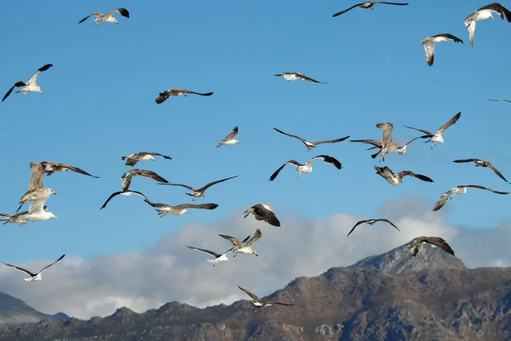 I Followed Migrating Birds for 3 Years: 24 Mind-Blowing Navigation Secrets They Use