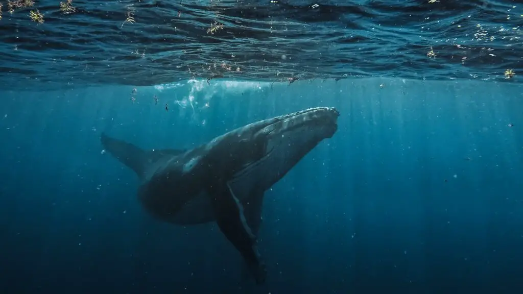 The Ocean’s Missing Sound: Why Whales Can’t Hear Each Other Anymore