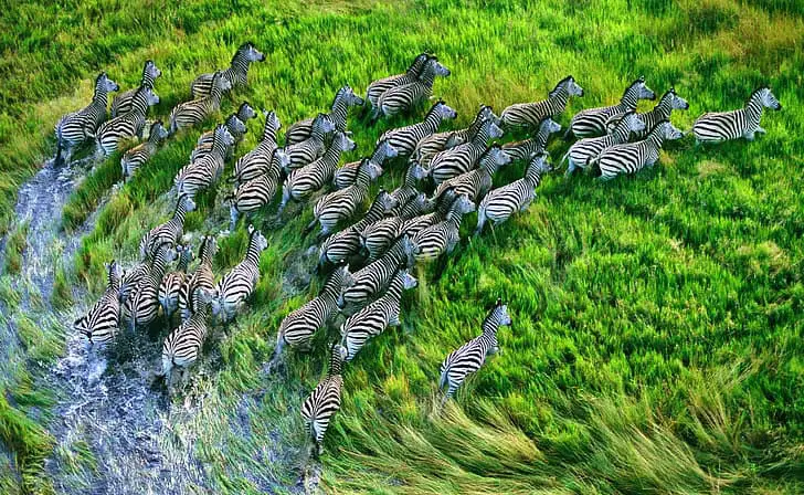 What Happens When You Remove the Alpha: 24 Shocking Pack Dynamics Scientists Discovered