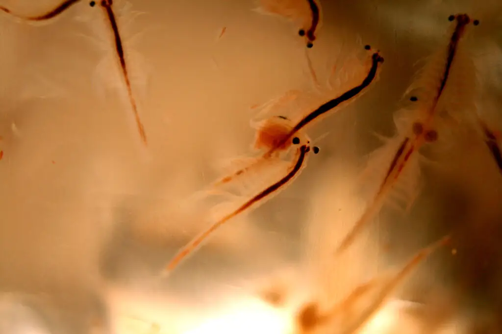 The Zombie Makers: Meet the Parasites That Control Animal Minds