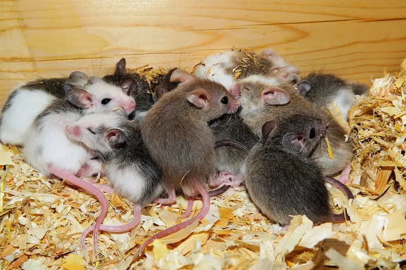 Do Mice Have Hearts of Gold? Studies Show They Can Be “Good Samaritans”