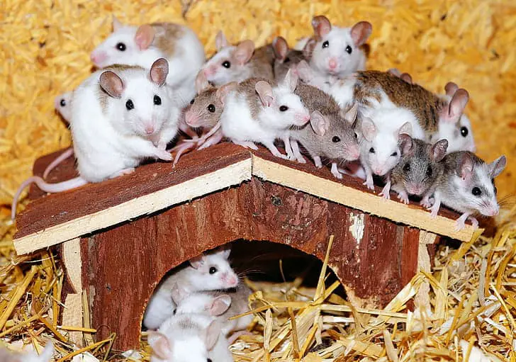 Do Mice Have Hearts of Gold? Studies Show They Can Be “Good Samaritans”