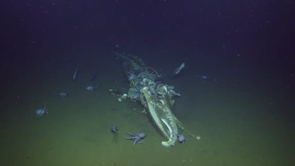 Bone-Eating Worms Have Been Cleaning Ocean Floors for Over 100 Million Years