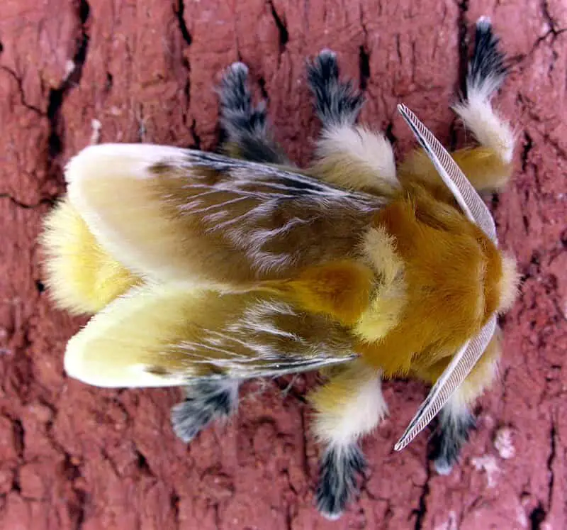 Don’t Touch These: 15 Poisonous Animals Found in Your Backyards