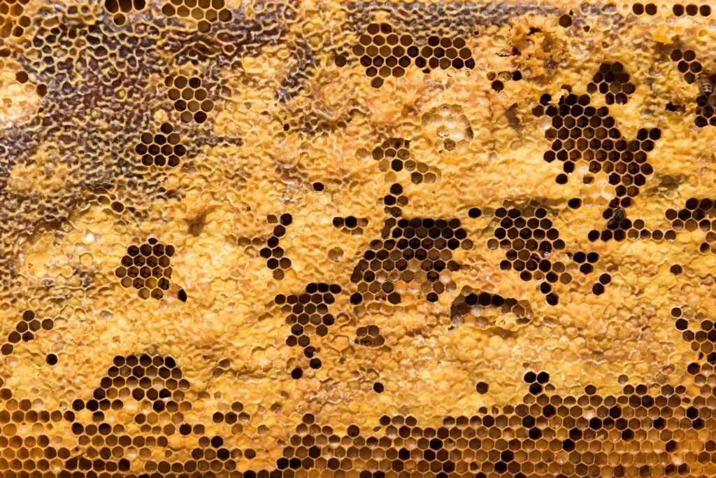 Why Honeybees Vote on Where to Build Their New Home (And It’s More Democratic Than Human Elections)