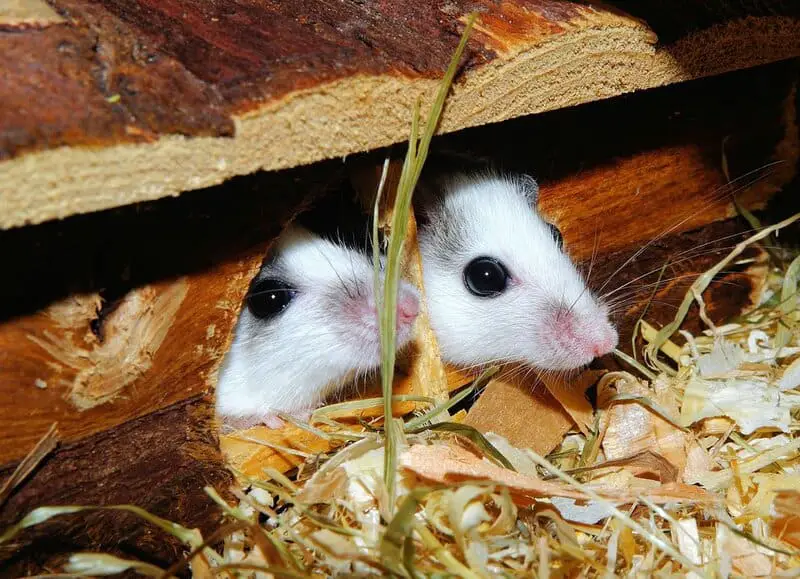 Do Mice Have Hearts of Gold? Studies Show They Can Be “Good Samaritans”