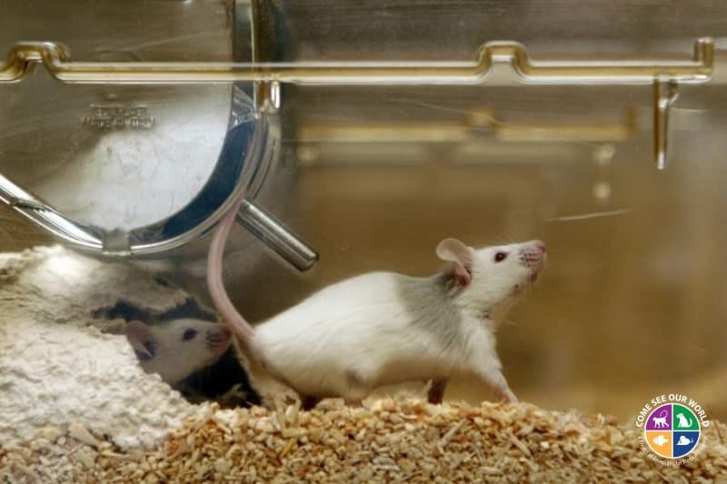 Do Mice Have Hearts of Gold? Studies Show They Can Be “Good Samaritans”