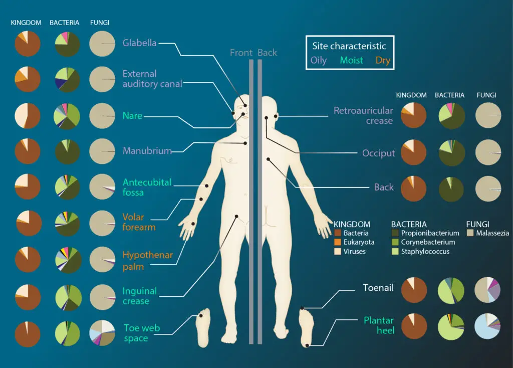 The Gut Health Revolution: How Probiotics Work Differently in Younger and Older Bodies