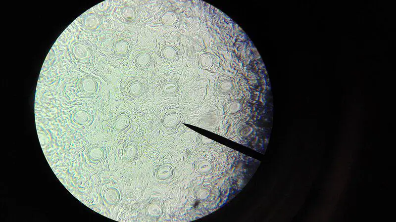 15 New Ways Scientists Are Reversing Aging in the Lab
