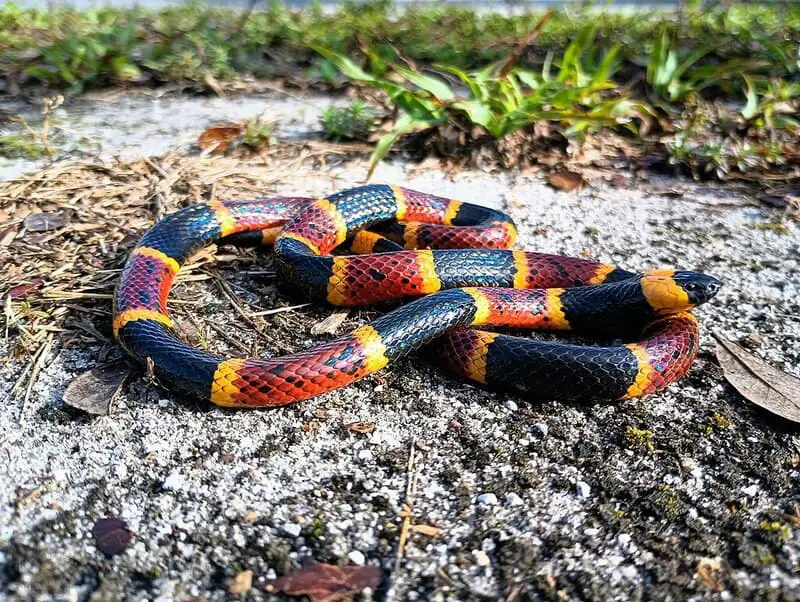 Don’t Touch These: 15 Poisonous Animals Found in Your Backyards