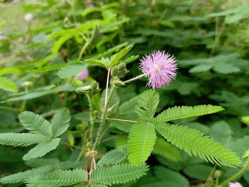The Scientists Who Tried to Talk to Plants—And Thought They Talked Back: 15 Bizarre Botanical Experiments