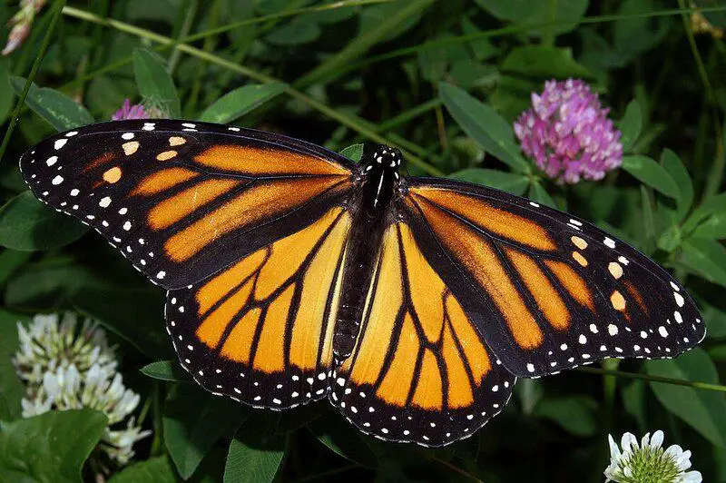 15 Times Nature Defied Science