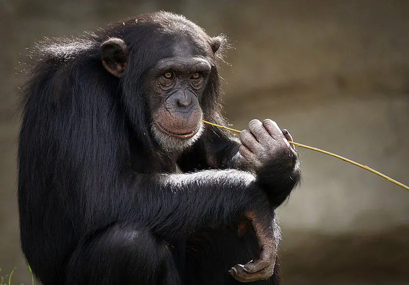 15 Evolution Mysteries That Still Baffle Scientists