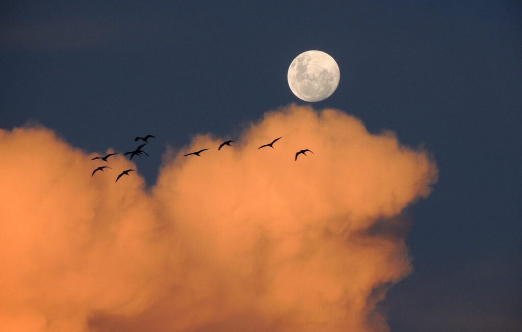 I Followed Migrating Birds for 3 Years: 24 Mind-Blowing Navigation Secrets They Use