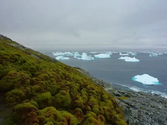 Antarctica Is Growing New Forests—But It’s Not Good News