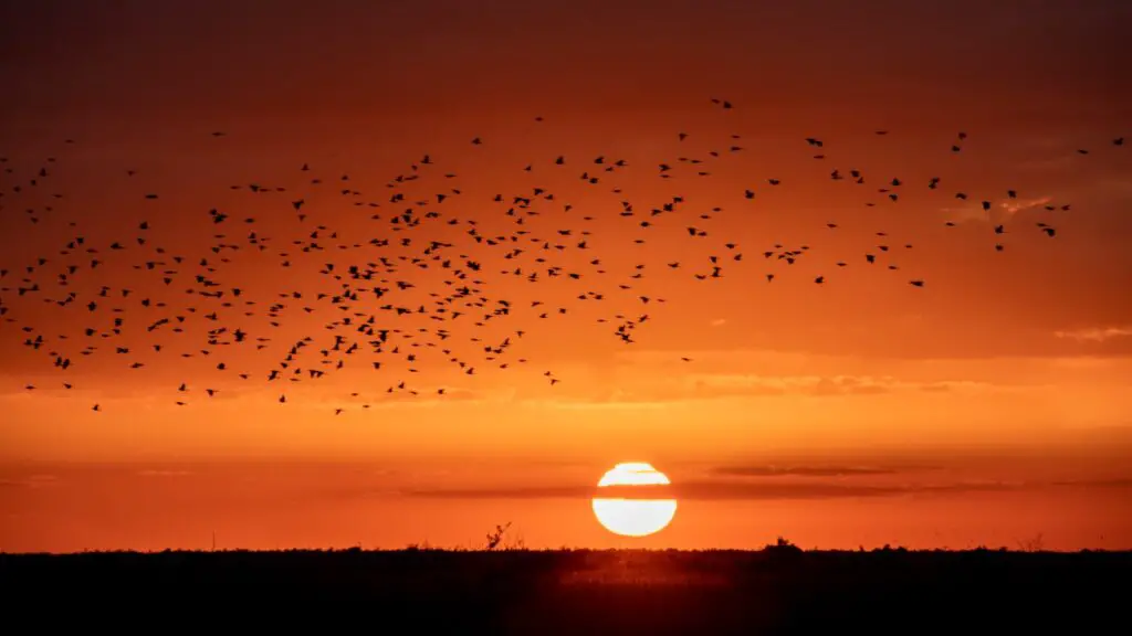 I Followed Migrating Birds for 3 Years: 24 Mind-Blowing Navigation Secrets They Use