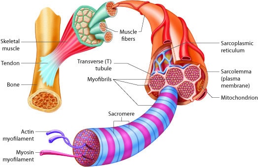 How Long Do Human Cells Actually Live? Your Body Replaces Itself Constantly