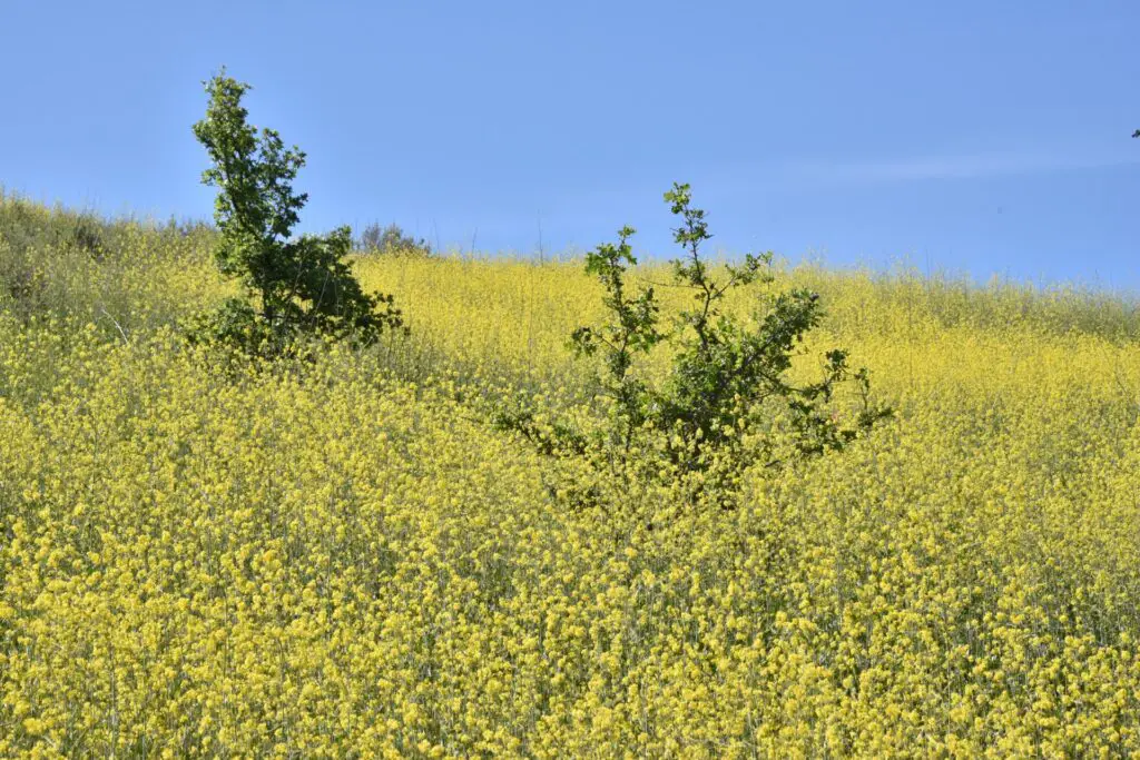 The Plant That Can Literally Eat Metal (And It’s Growing in Your Backyard)