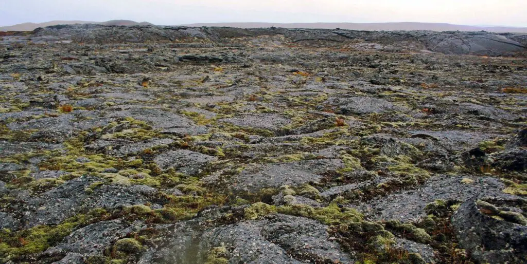 Antarctica Is Growing New Forests—But It’s Not Good News