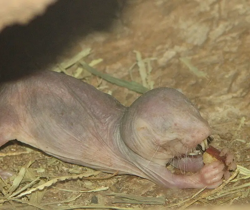 15 Animals That Evolved in the Weirdest Ways