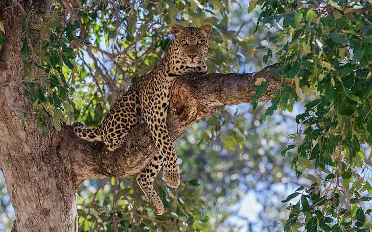 Forest Apocalypse: Why 2025’s Deforestation Crisis Threatens Human Civilization