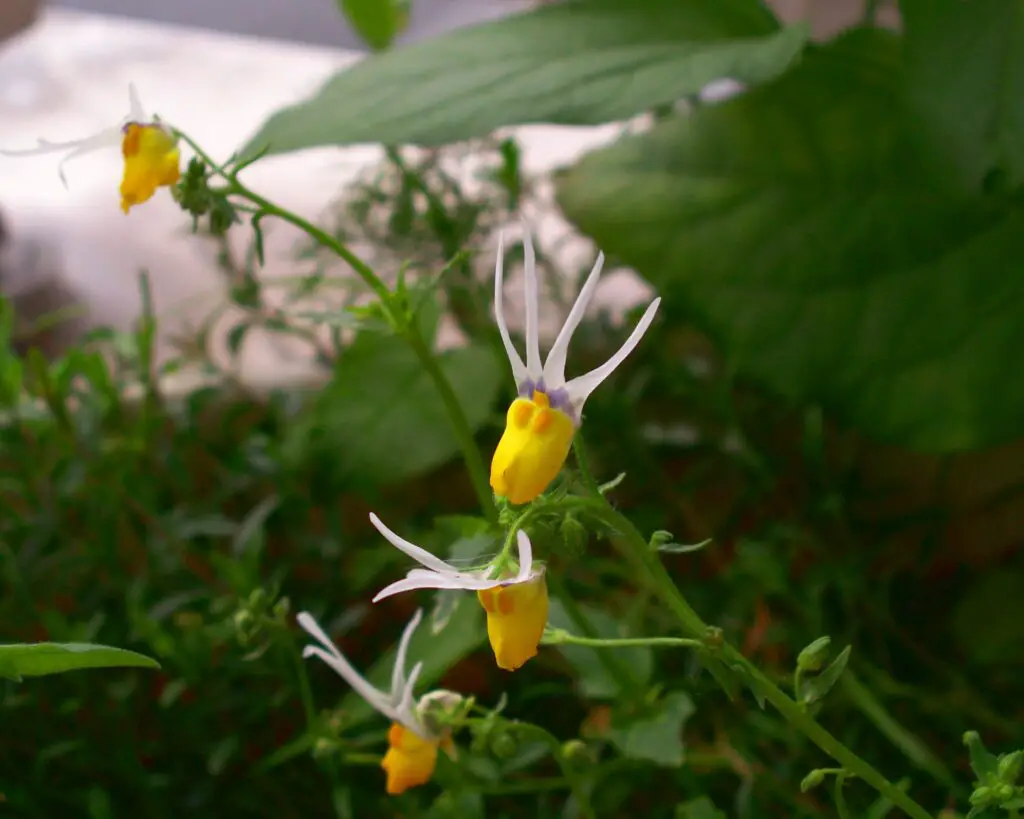 The Shapeshifters: Plants That Become Invisible to Survive