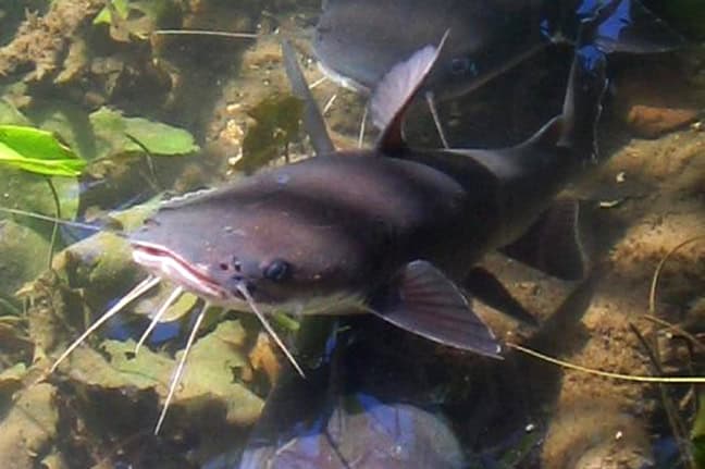 27 New Species Found in Peru’s ‘Human-Dominated’ Rainforest