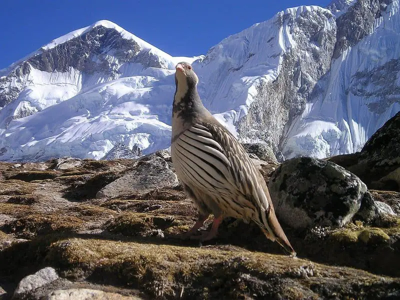 I Followed Migrating Birds for 3 Years: 24 Mind-Blowing Navigation Secrets They Use
