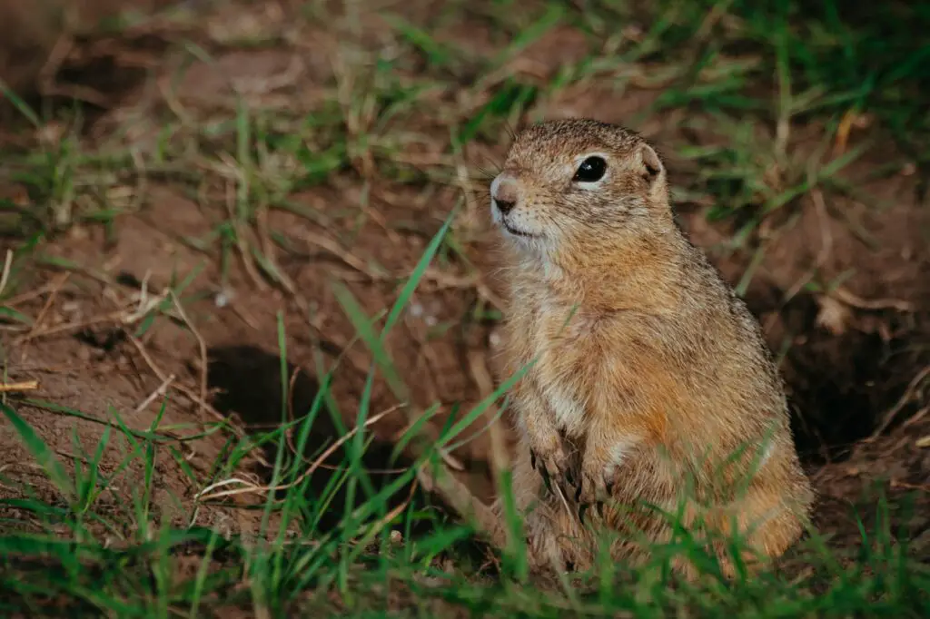 30 Animals Whose Building Skills Rival Human Engineers