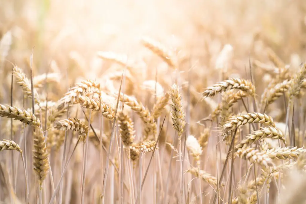 Did You Know Plants Can Do Math? These Species Can Actually Count and Remember Numbers