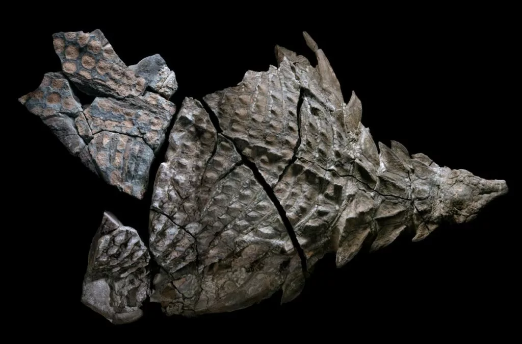 The 289-Million-Year-Old Skin That Rewrites Evolution History