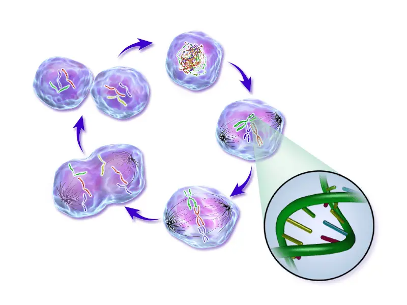 15 Ancient Traits You Still Have From the First Living Cells