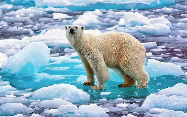 Arctic Gold Rush: Mapping the Polar Region’s Untapped Resources and Scientific Secrets