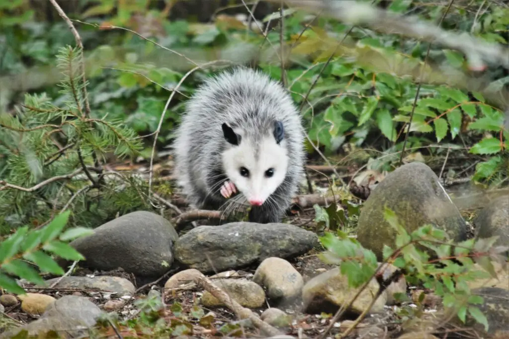 The Great Escape Artists: Animals That Fake Death Better Than Any Actor