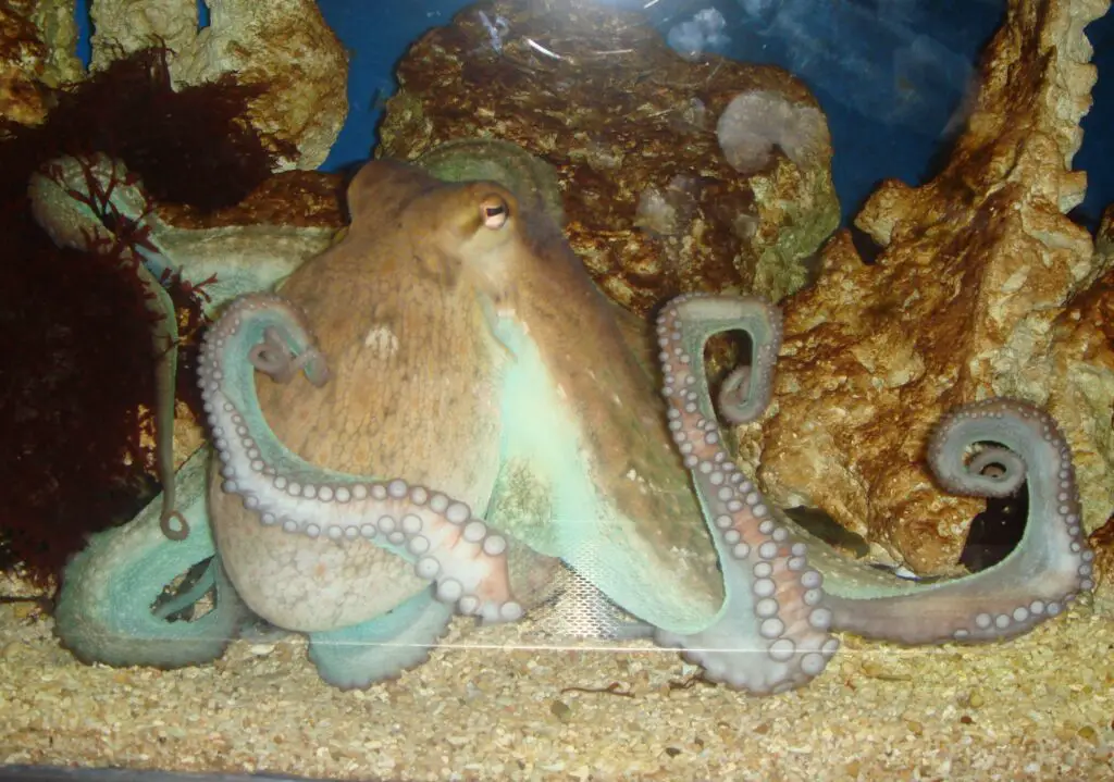 How Octopuses Became the Ocean’s Smartest Invertebrates — 25 Problem-Solving Abilities